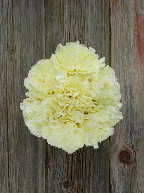 POLIMNIA  CREAM CARNATIONS